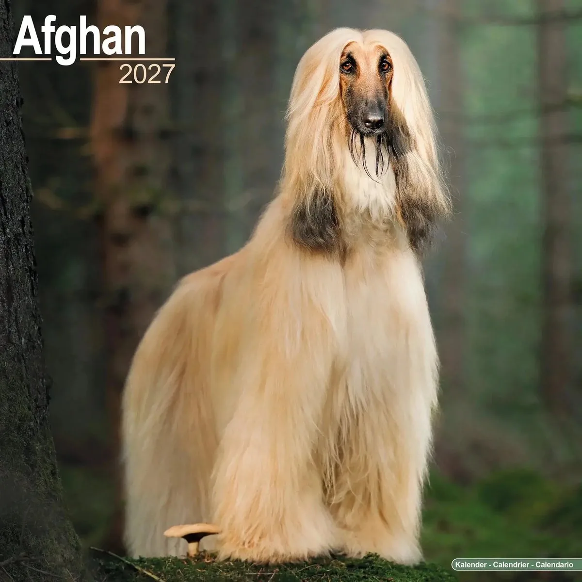Afghaanse Windhond Kalender 2027 van Avonside – productfoto