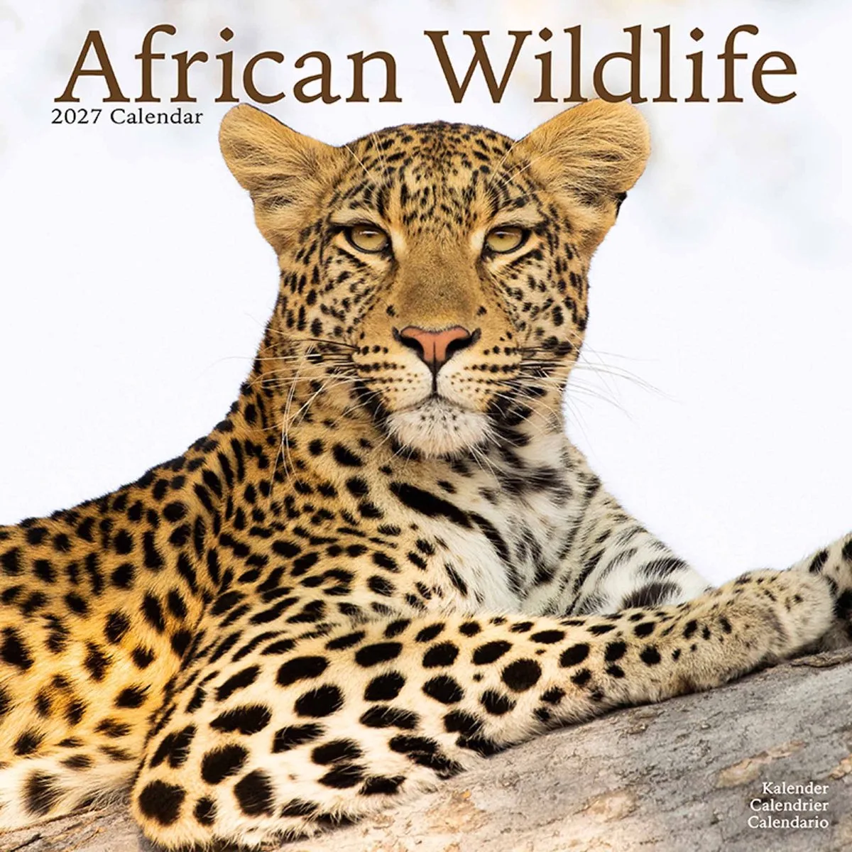African Wildlife Kalender 2027 de Avonside en Marron – photo produit