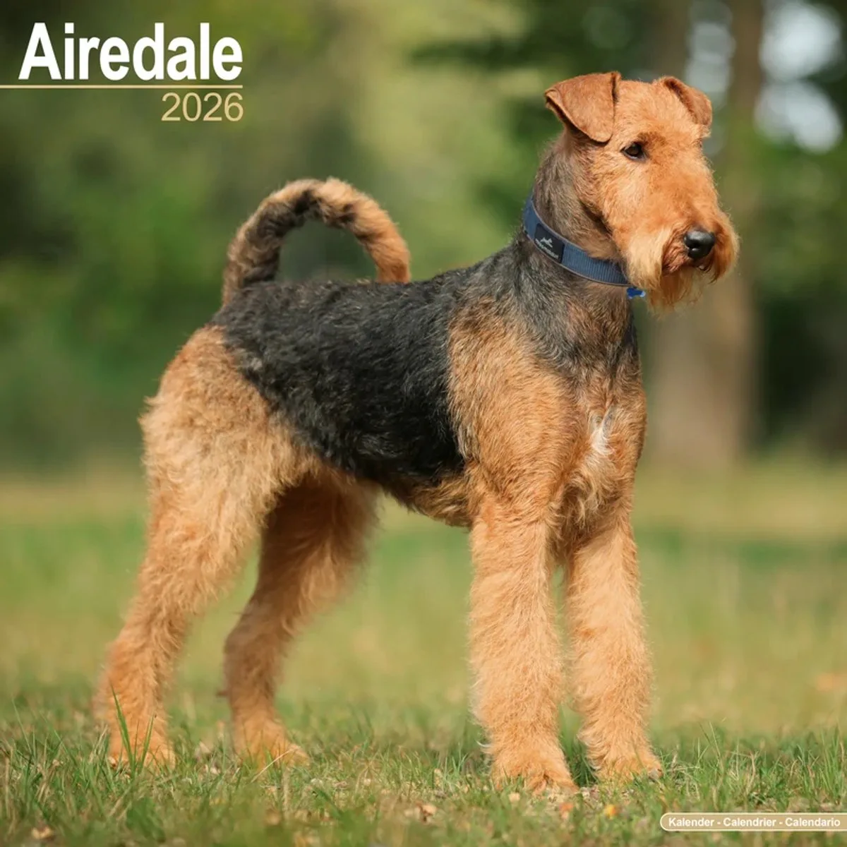 Airedale Terrier Kalender 2026 fra Avonside – produktbillede