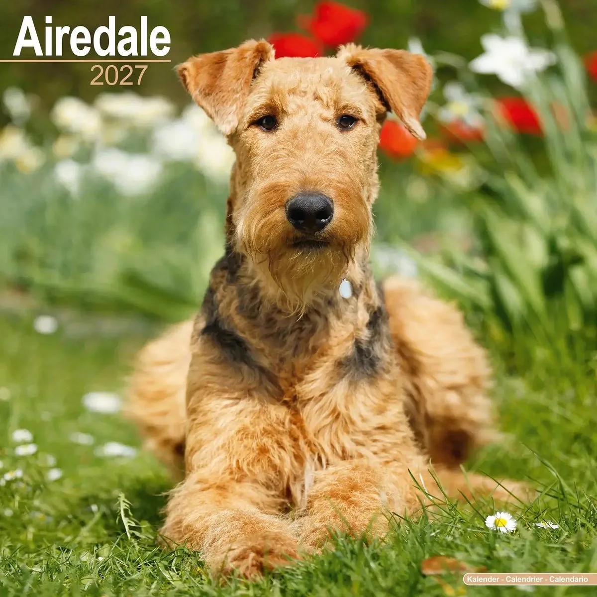Airedale Terrier Kalender 2027 fra Avonside – produktbillede
