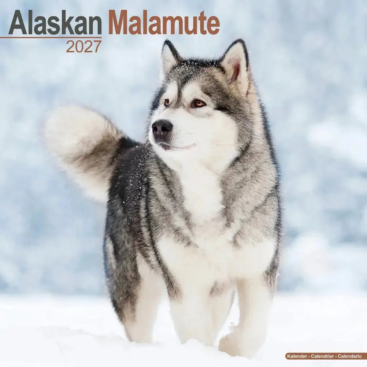 Alaskan Malamute Kalender 2027 von Avonside – Produktfoto