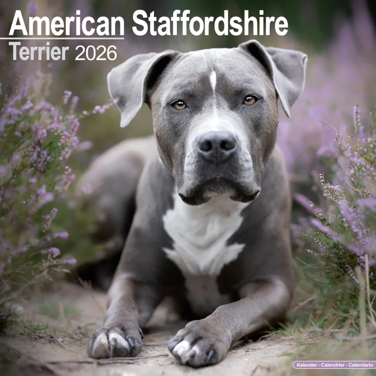 American Staffordshire Terrier Kalender 2026 fra Avonside – produktbillede