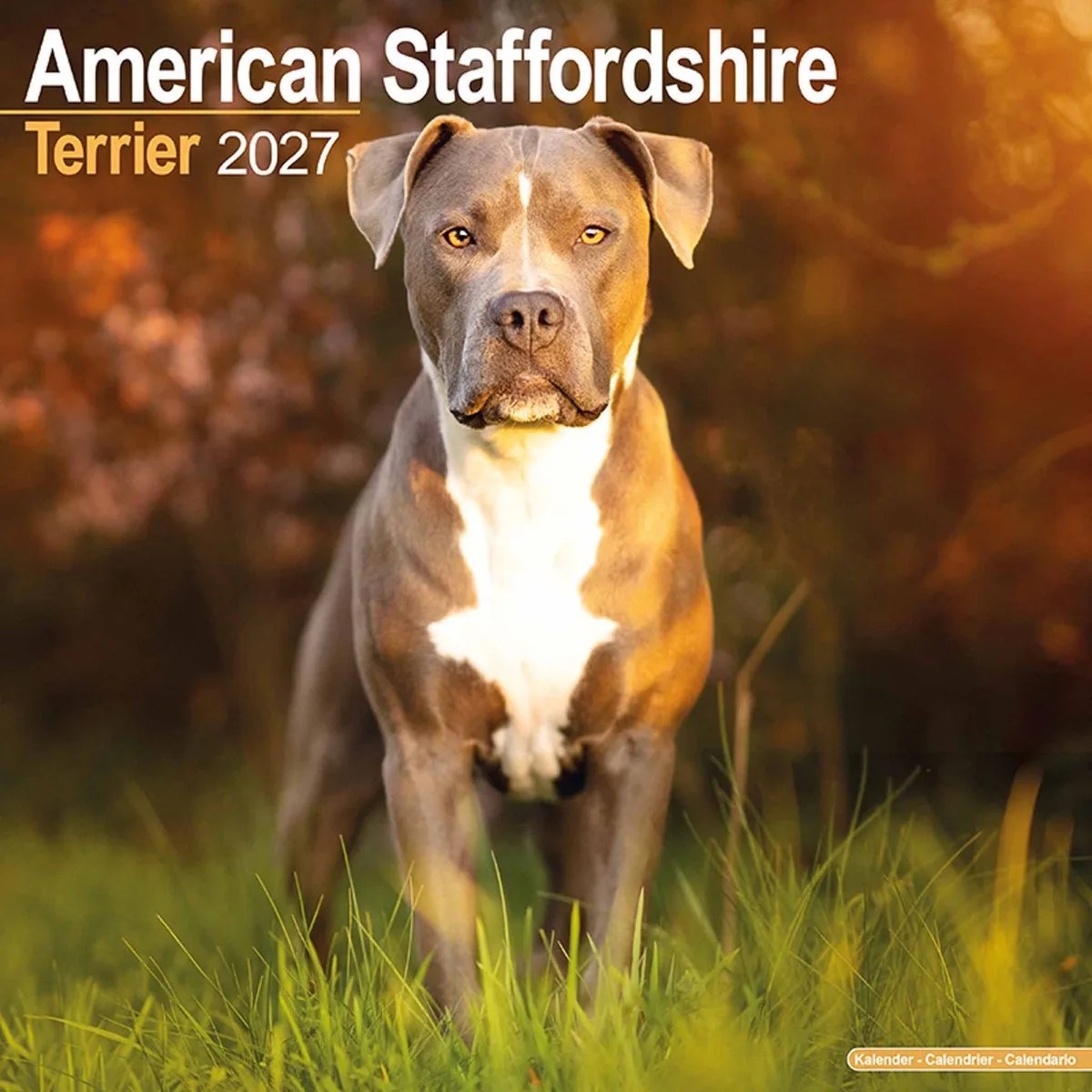 American Staffordshire Terrier Kalender 2027 fra Avonside i Brun – produktbillede