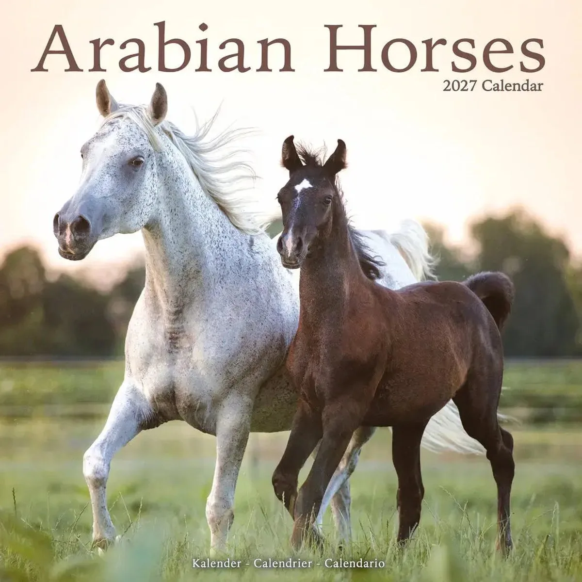 Arabier Kalender 2027 fra Avonside – produktbillede