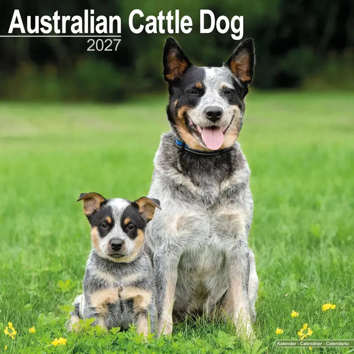 Australian Cattle Dog Kalender 2027 fra Avonside – produktbillede
