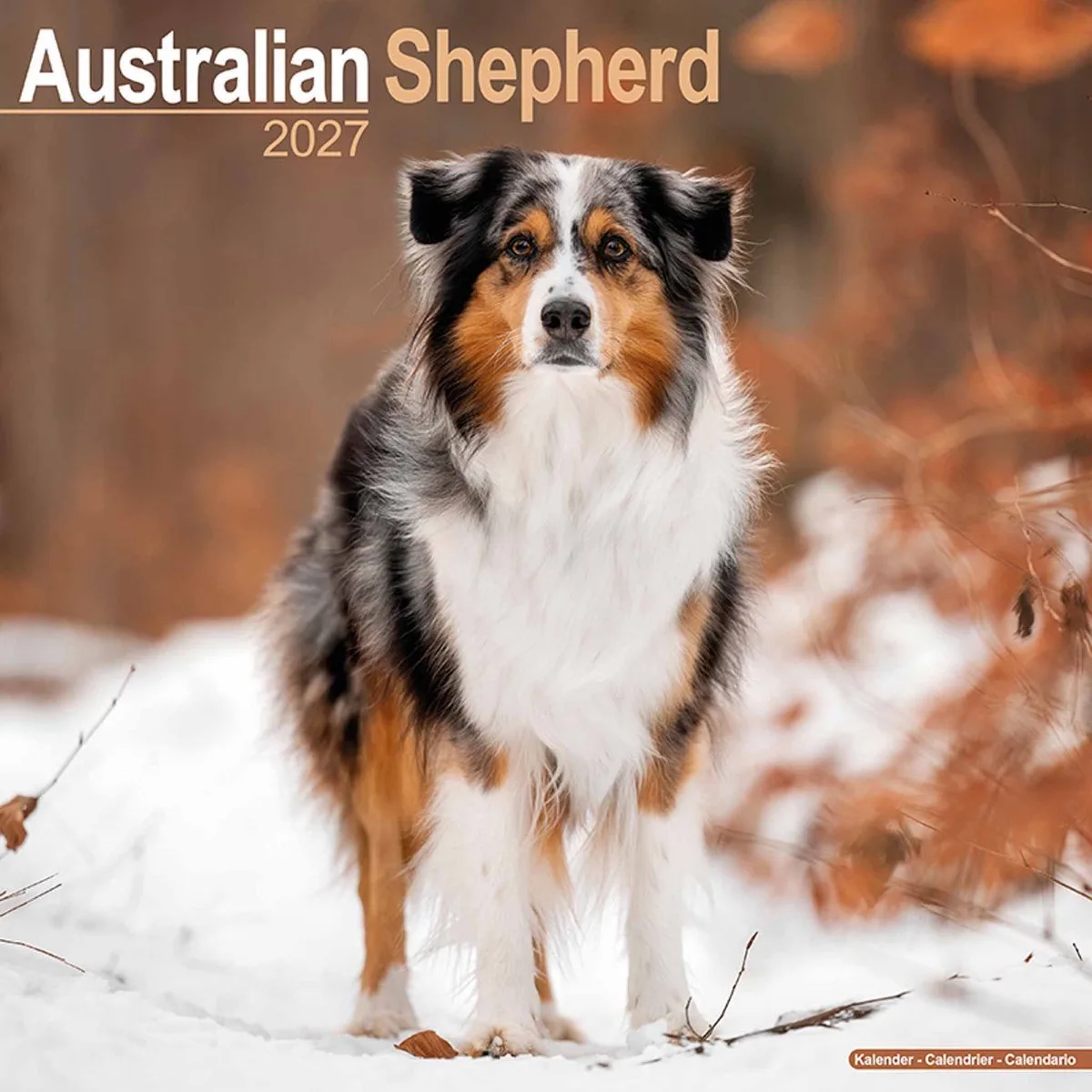Australian Shepherd Kalender 2027 fra Avonside i Flerfarvet – produktbillede