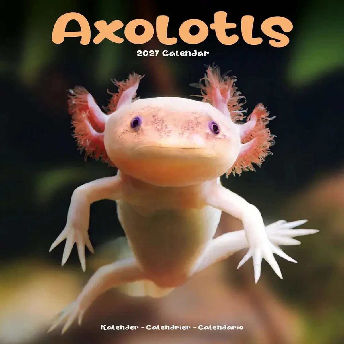 Axoloths Kalender 2027 fra Avonside i Orange – produktbillede
