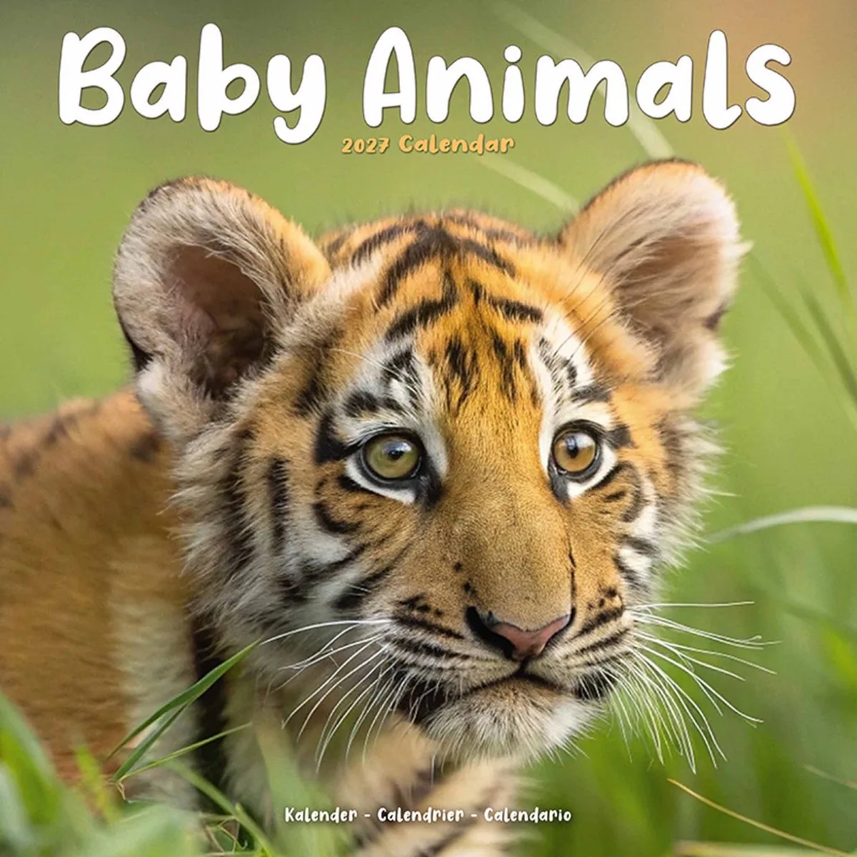 Baby Animals Kalender 2027 fra Avonside i Orange – produktbillede