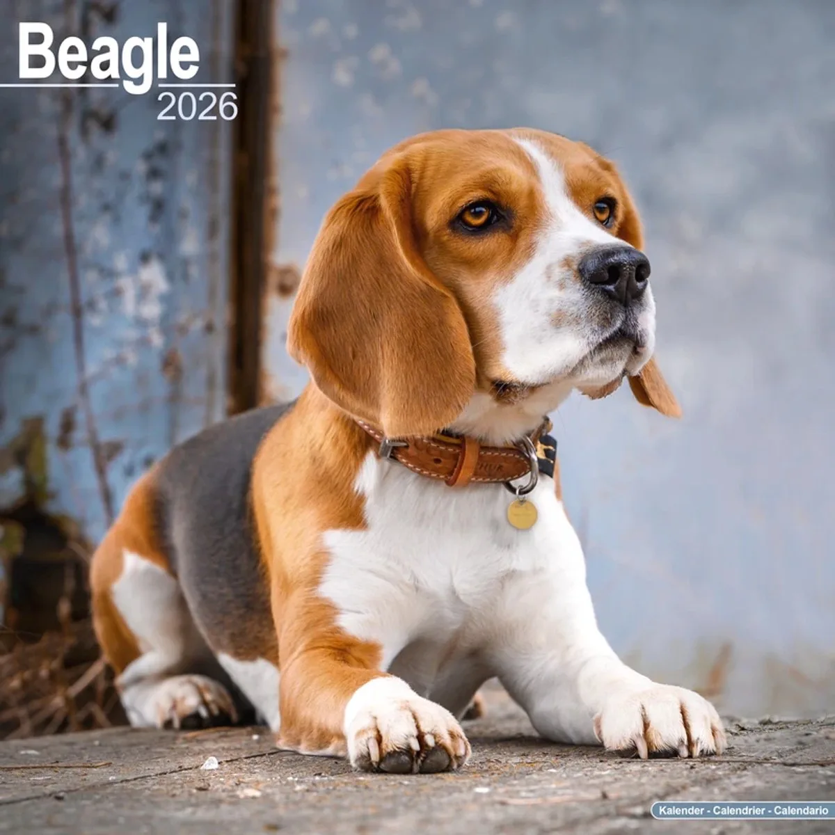 Beagle Kalender 2026 fra Avonside – produktbillede
