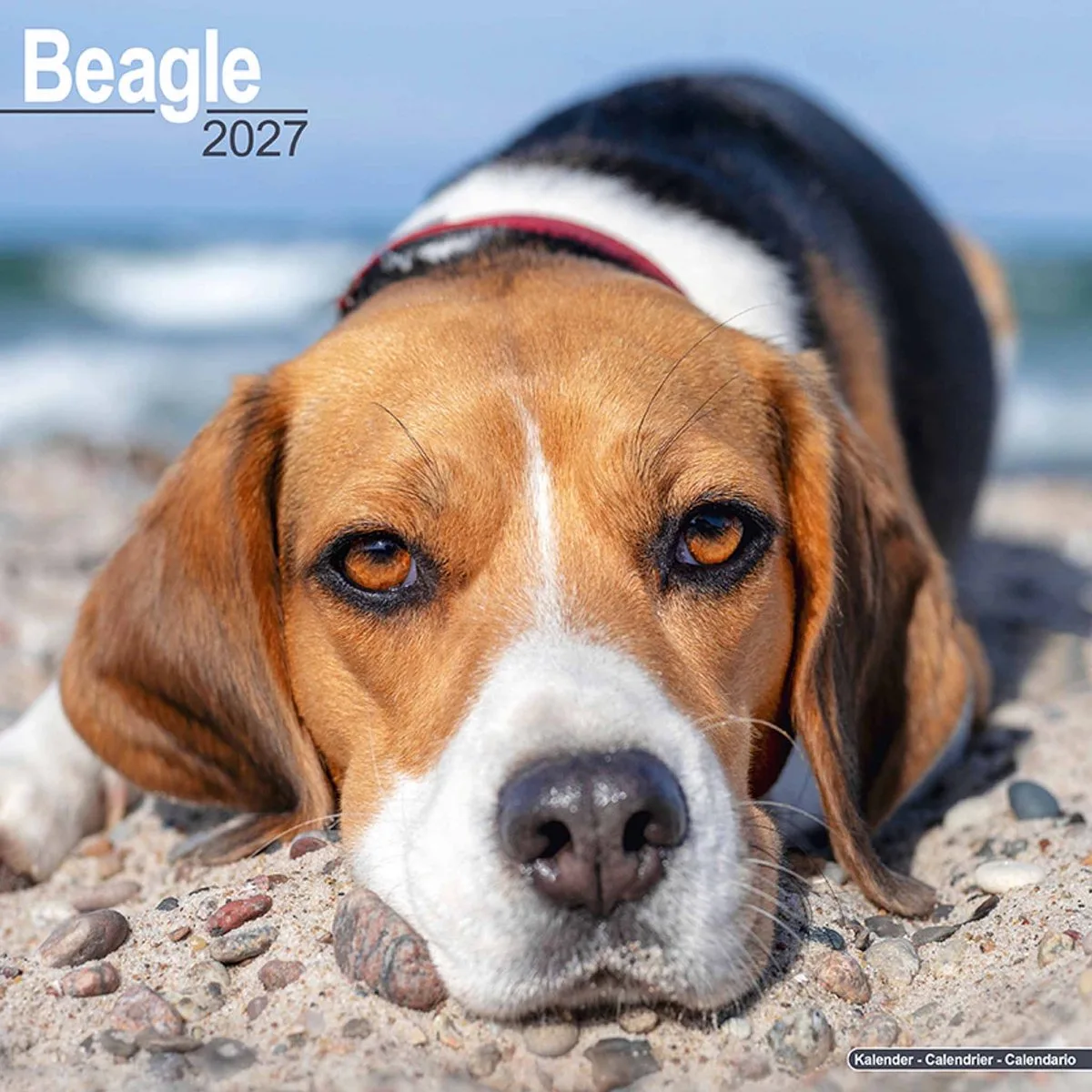 Beagle Kalender 2027 fra Avonside i Hvid – produktbillede