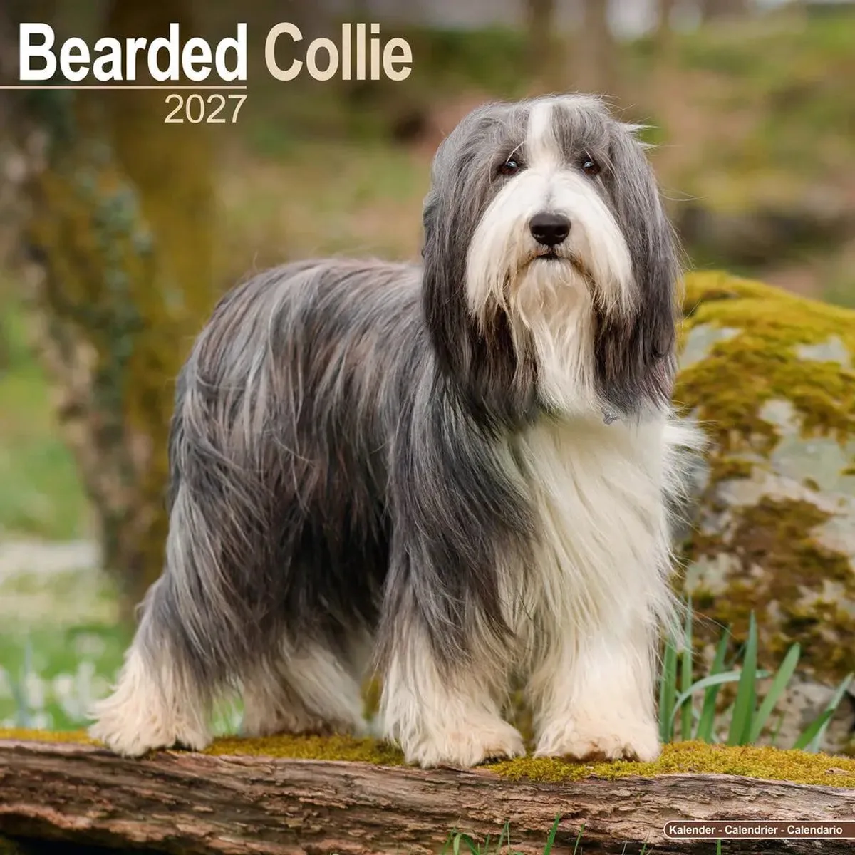 Bearded Collie Kalender 2027 fra Avonside – produktbillede