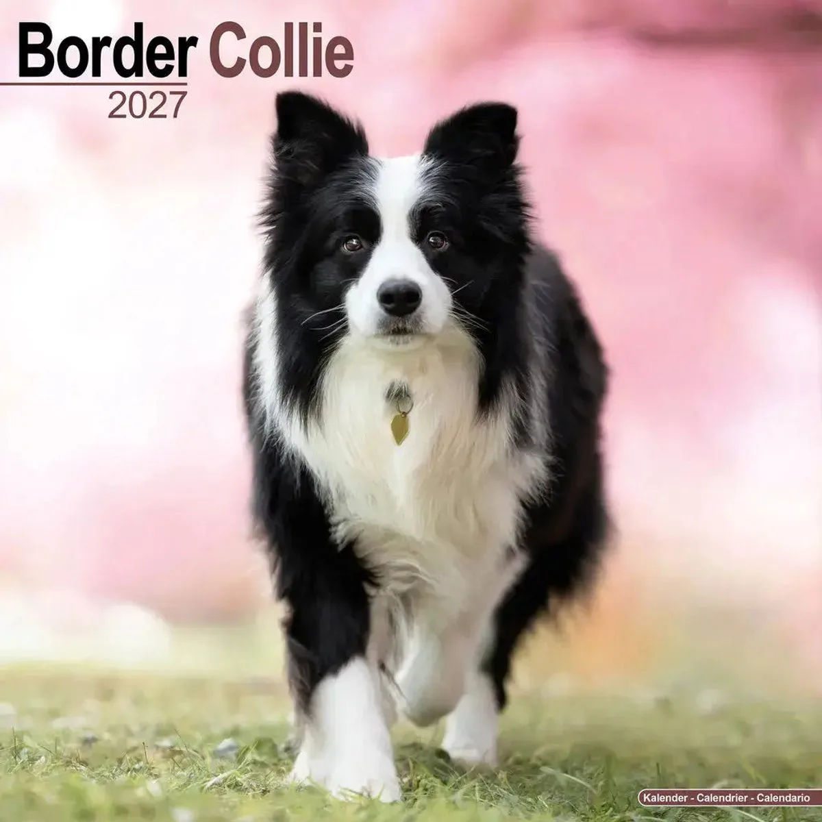 Border Collie Kalender 2027 fra Avonside i Sort – produktbillede