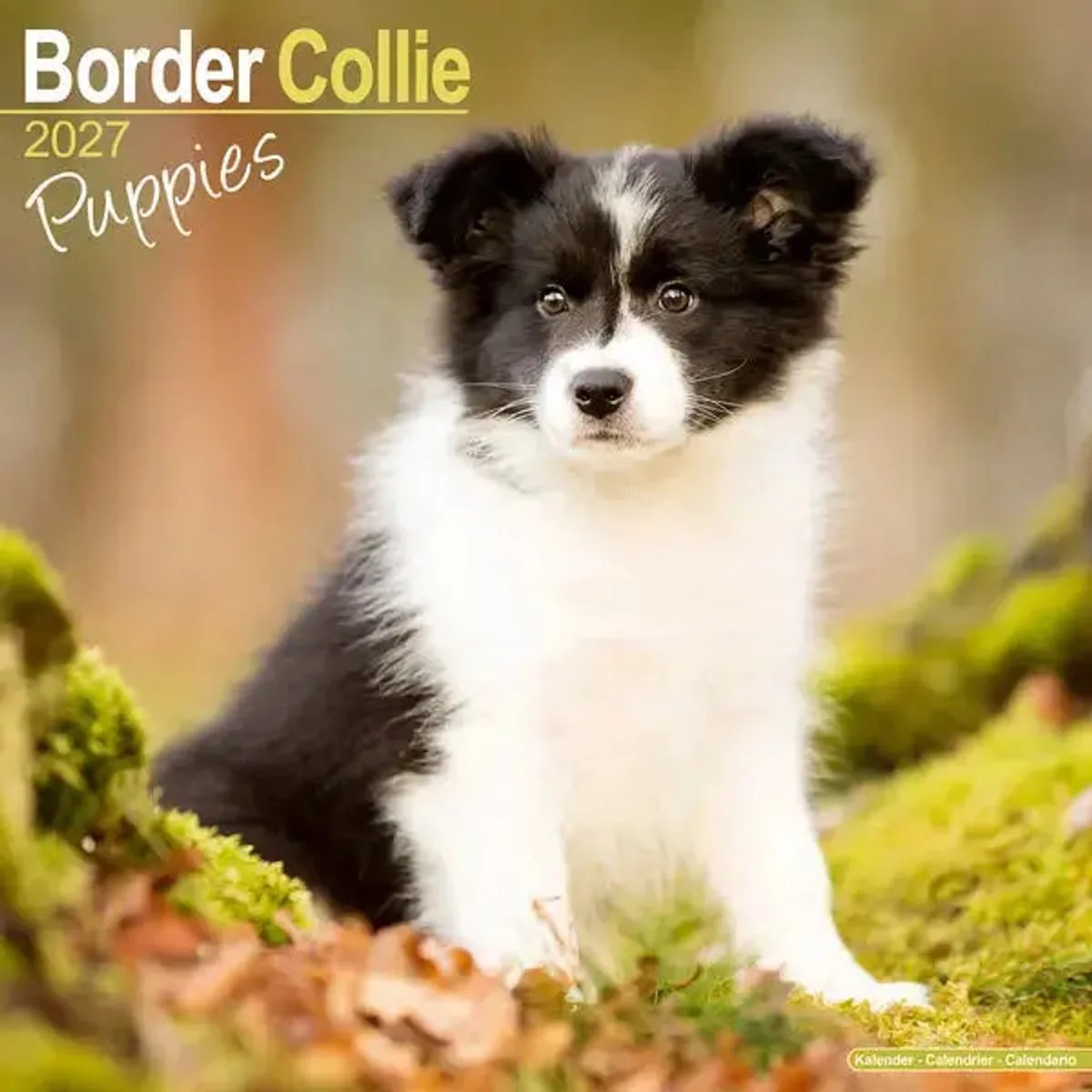 Border Collie Kalender Puppies 2027 fra Avonside – produktbillede