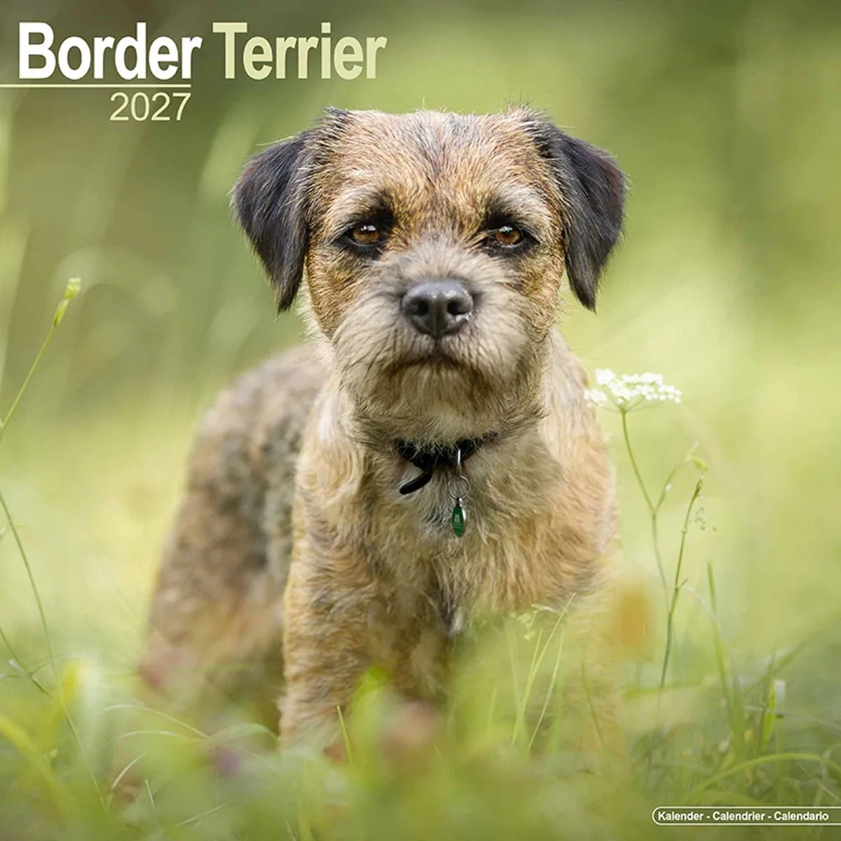 Border Terrier Kalender 2027 fra Avonside i Brun – produktbillede