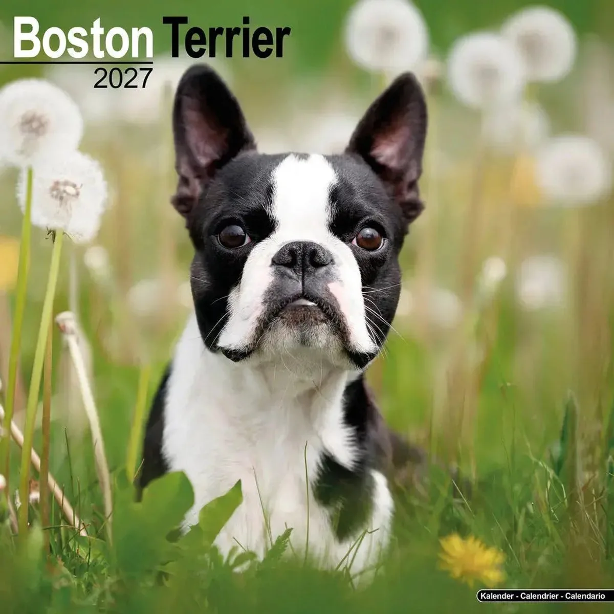 Boston Terrier Kalender 2027 fra Avonside – produktbillede