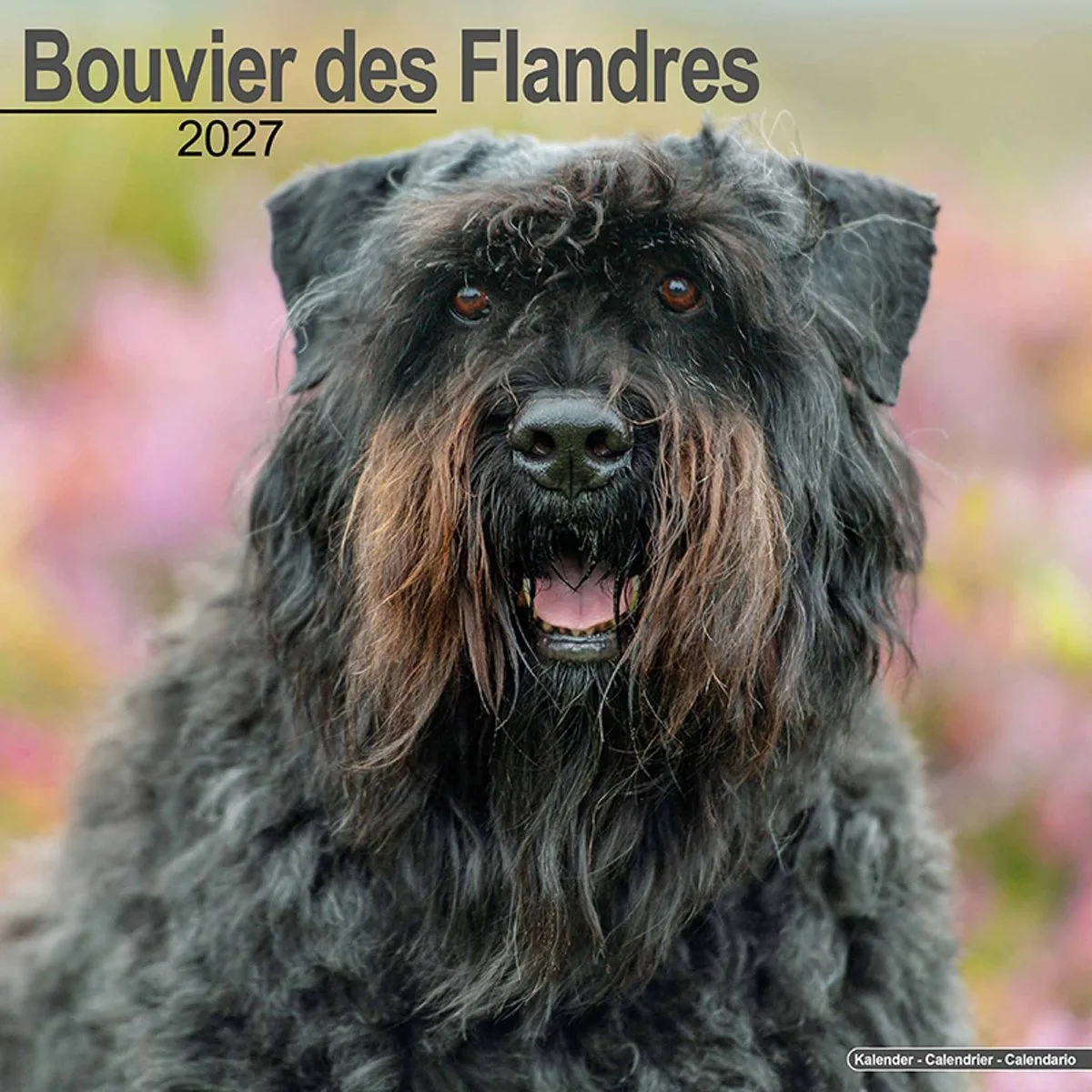 Bouvier Kalender 2027 fra Avonside i Brun – produktbillede