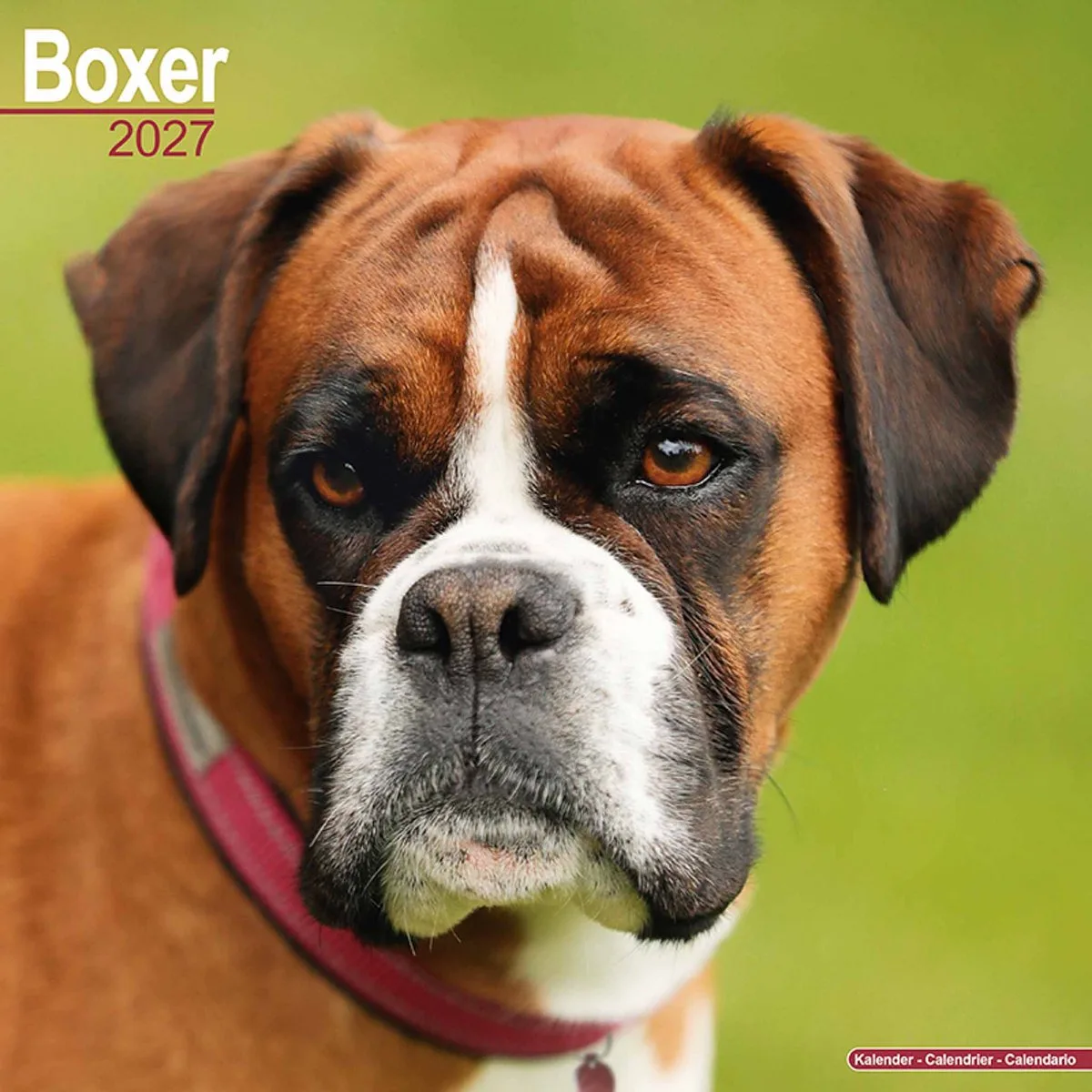 Boxer Kalender 2027 van Avonside in Bruin – productfoto