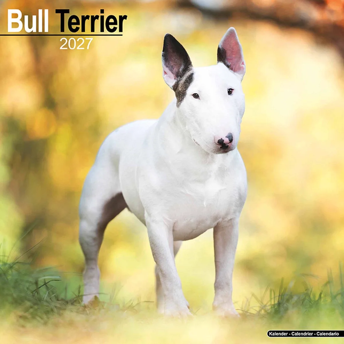 Bull Terrier Kalender 2027 fra Avonside i Hvid – produktbillede