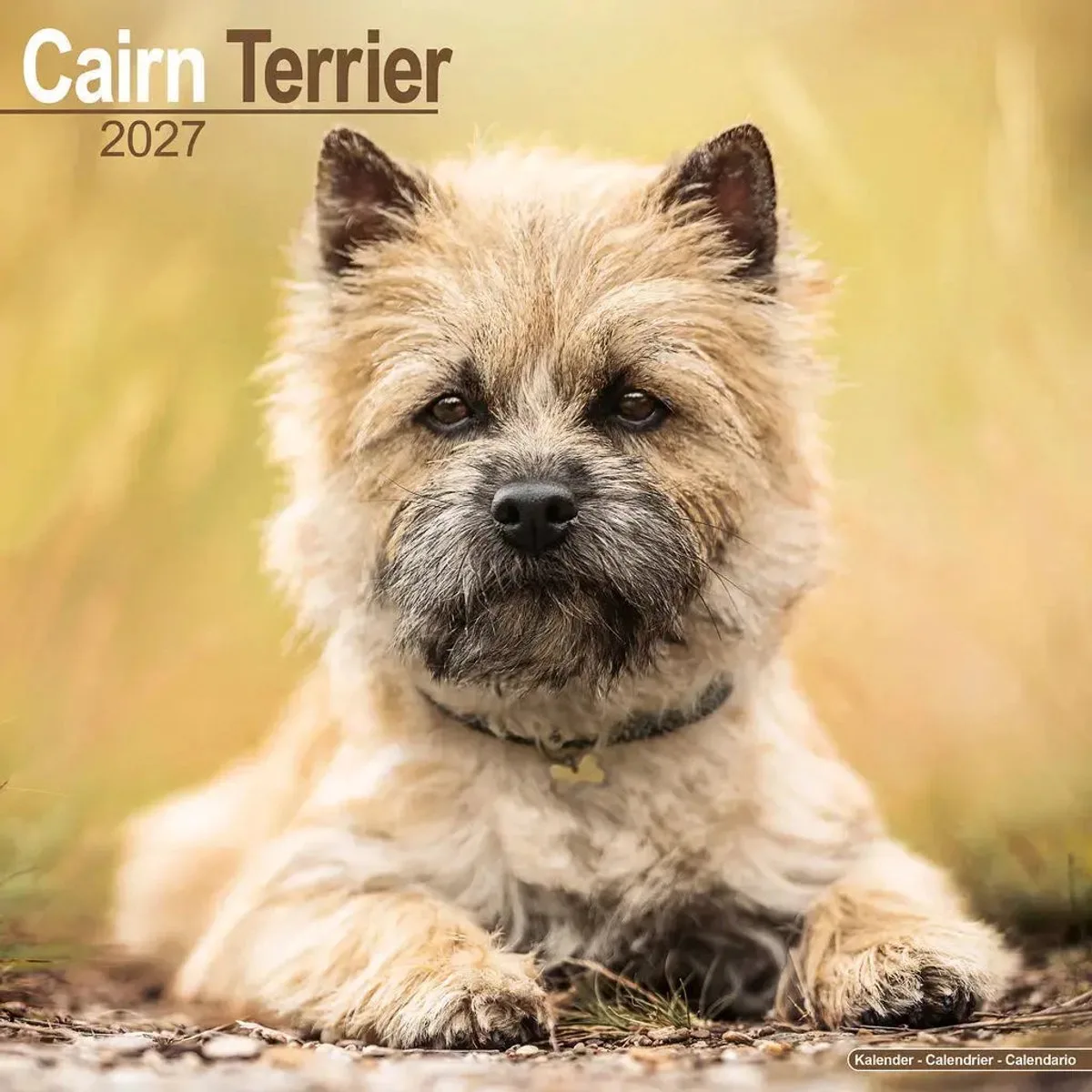 Cairn Terrier Kalender 2027 fra Avonside i Hvid – produktbillede