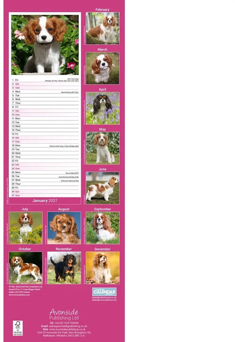 Cavalier King Charles Slimline Kalender 2027 fra Avonside – produktbillede