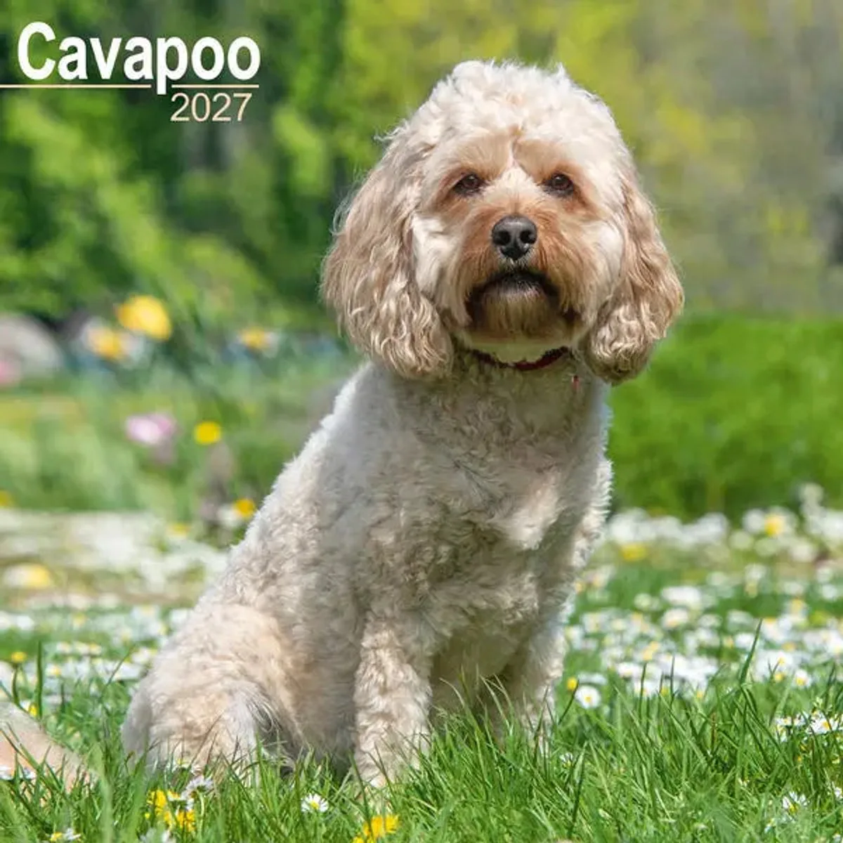Cavapoo Kalender 2027 fra Avonside – produktbillede