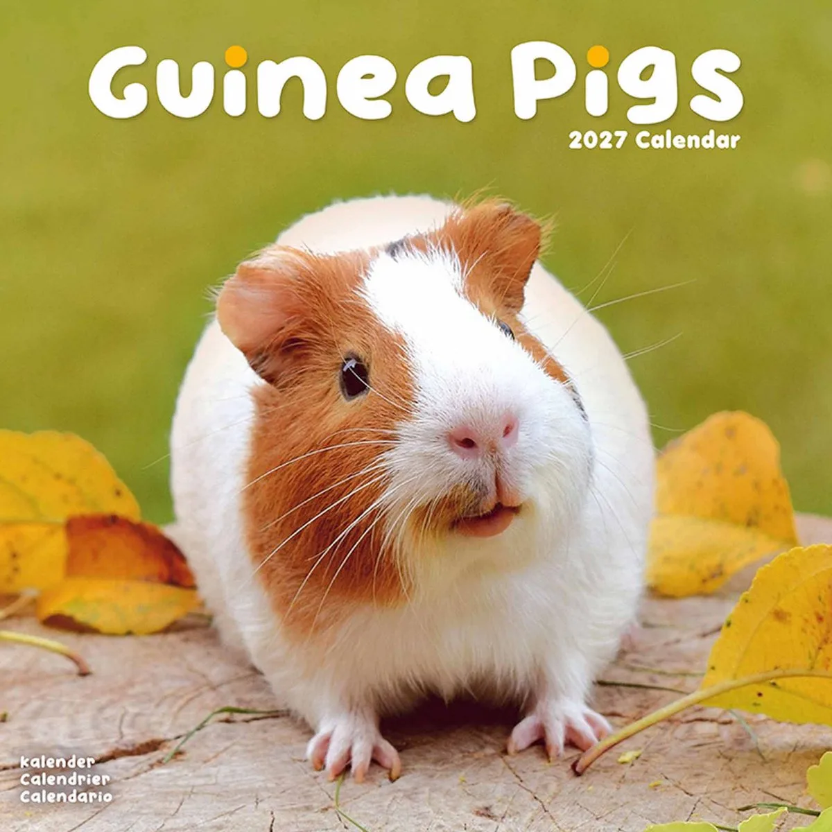 Cavia Kalender 2027 von Avonside in Braun – Produktfoto