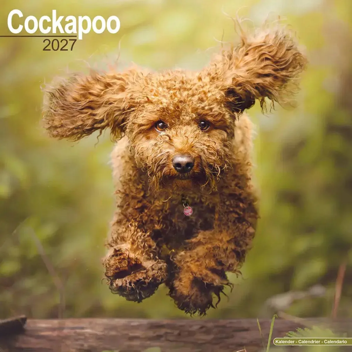 Cockapoo Kalender 2027 fra Avonside – produktbillede