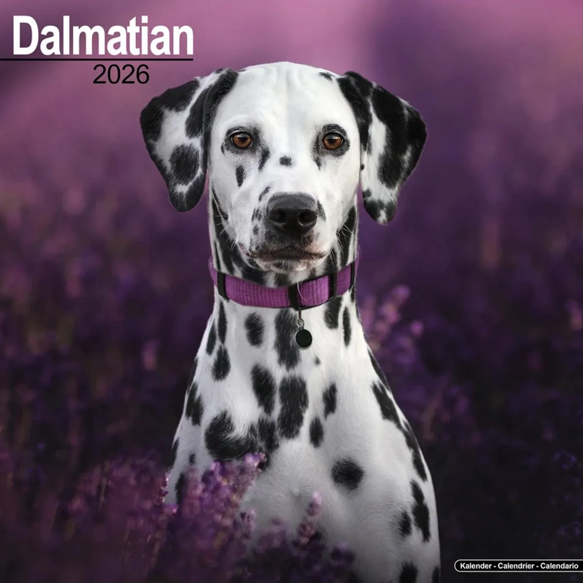 Dalmatier Kalender 2026 fra Avonside – produktbillede