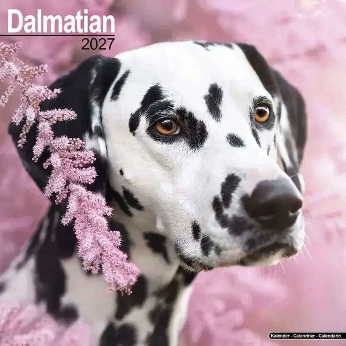 Dalmatier Kalender 2027 fra Avonside i Sort – produktbillede