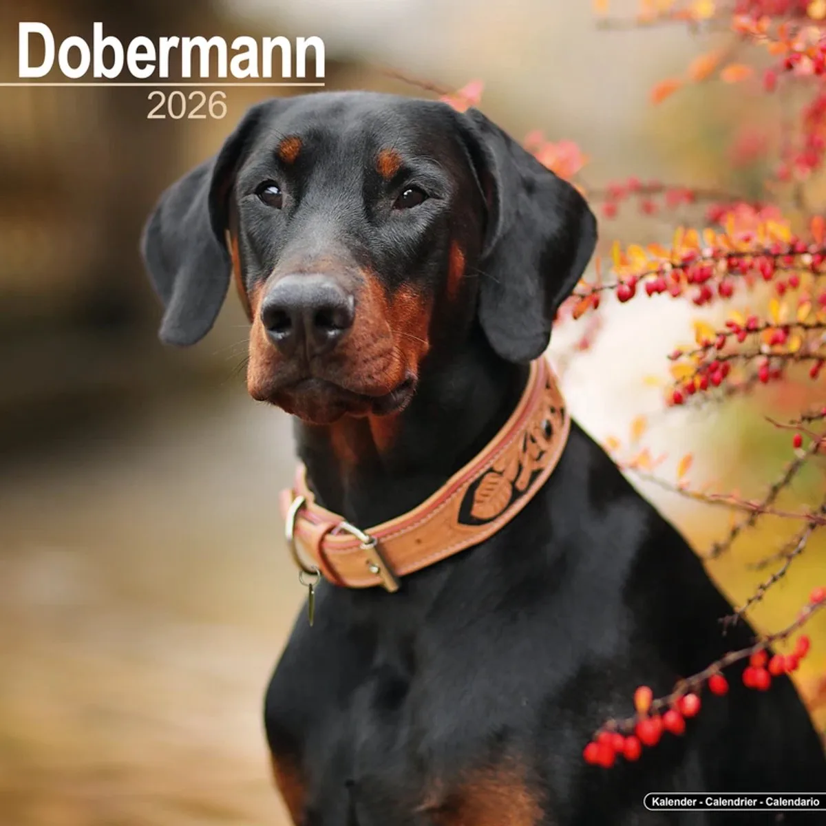 Dobermann Kalender 2026 fra Avonside – produktbillede