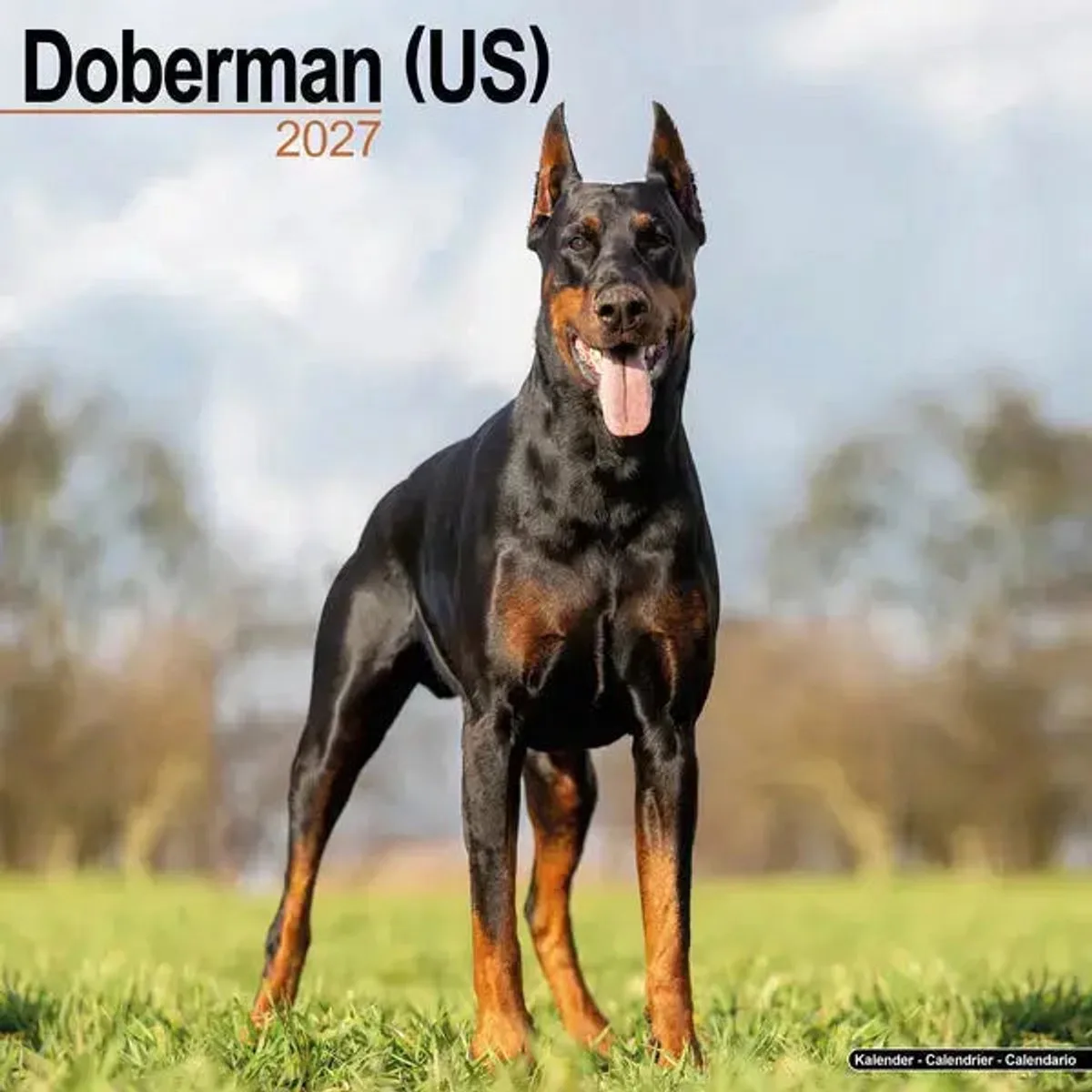 Dobermann Kalender 2027 fra Avonside – produktbillede