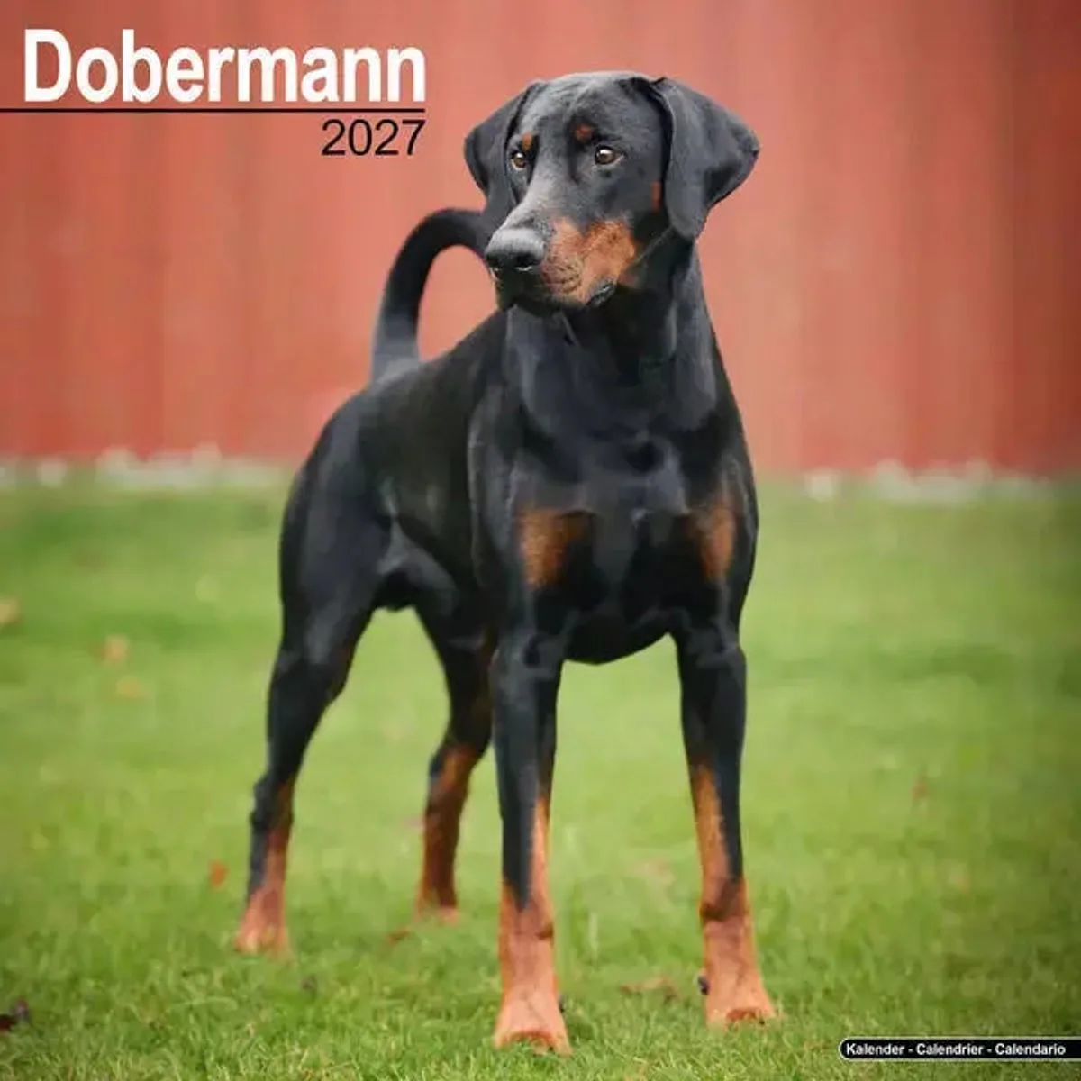 Dobermann Kalender 2027 von Avonside – Produktfoto
