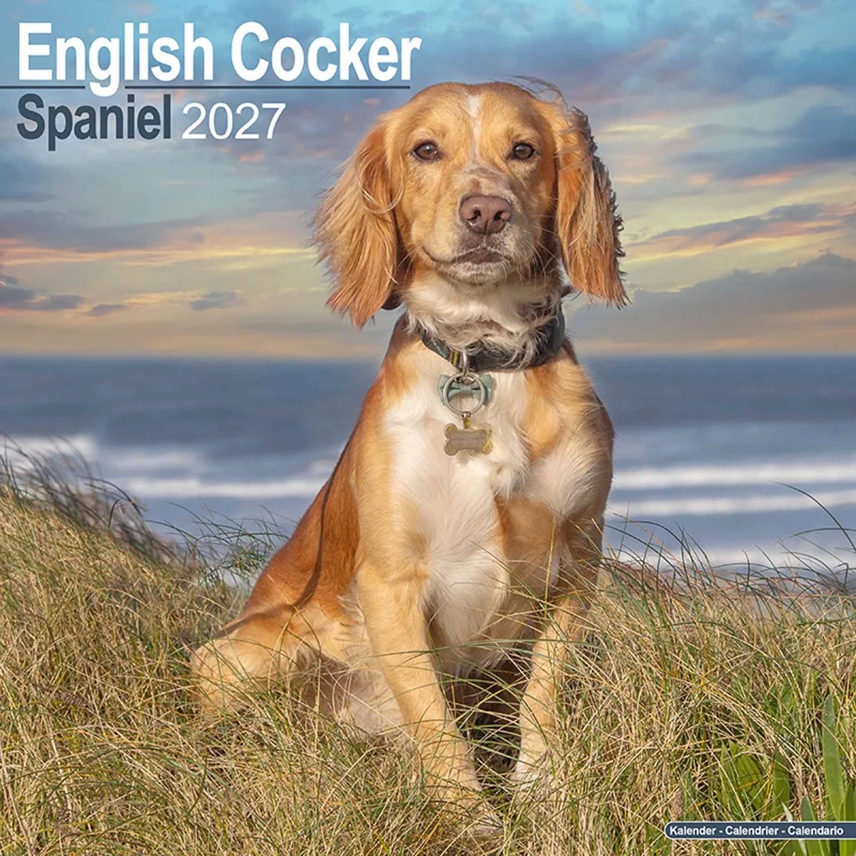 Engelse Cocker Spaniel Kalender 2027 de Avonside – photo produit