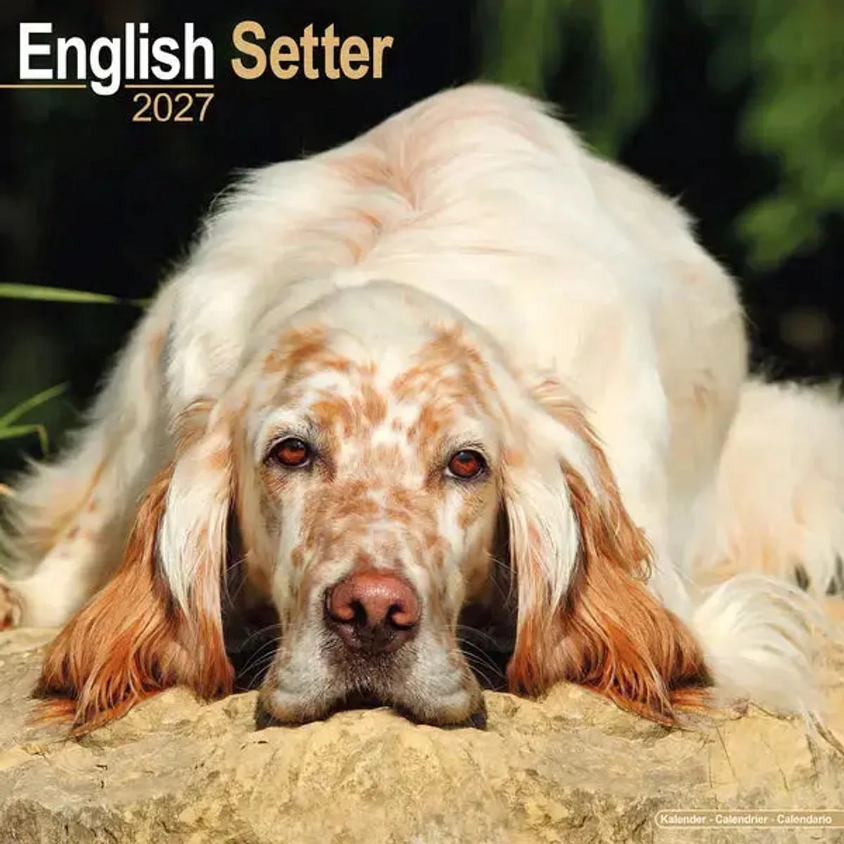 Engelse Setter Kalender 2027 van Avonside – productfoto