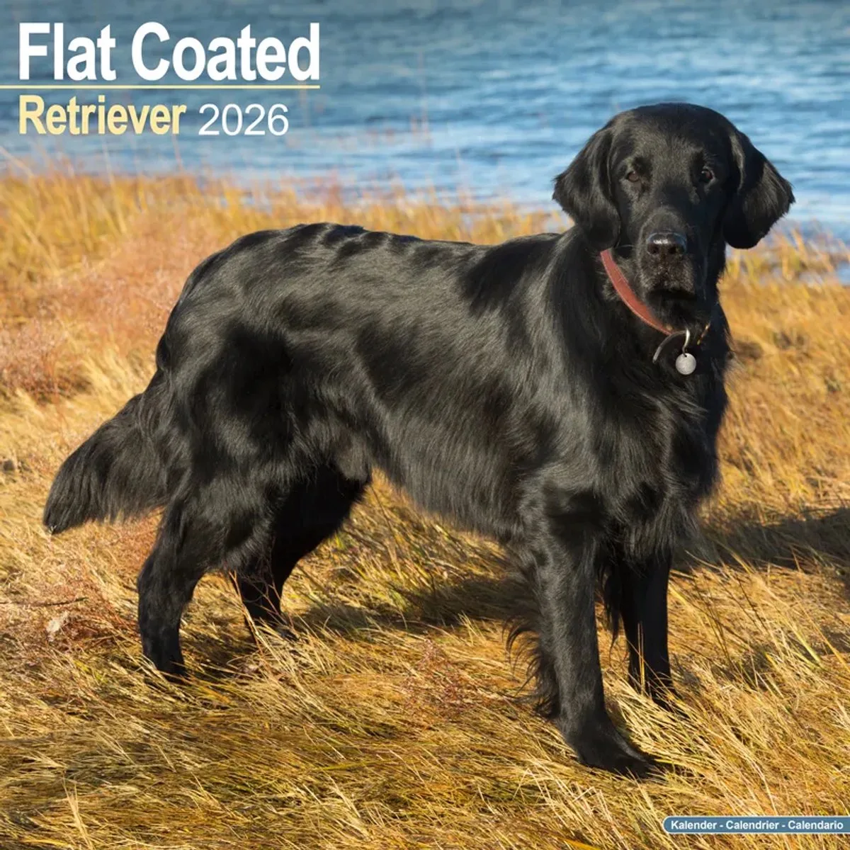 Flatcoated Retriever Kalender 2026 fra Avonside – produktbillede