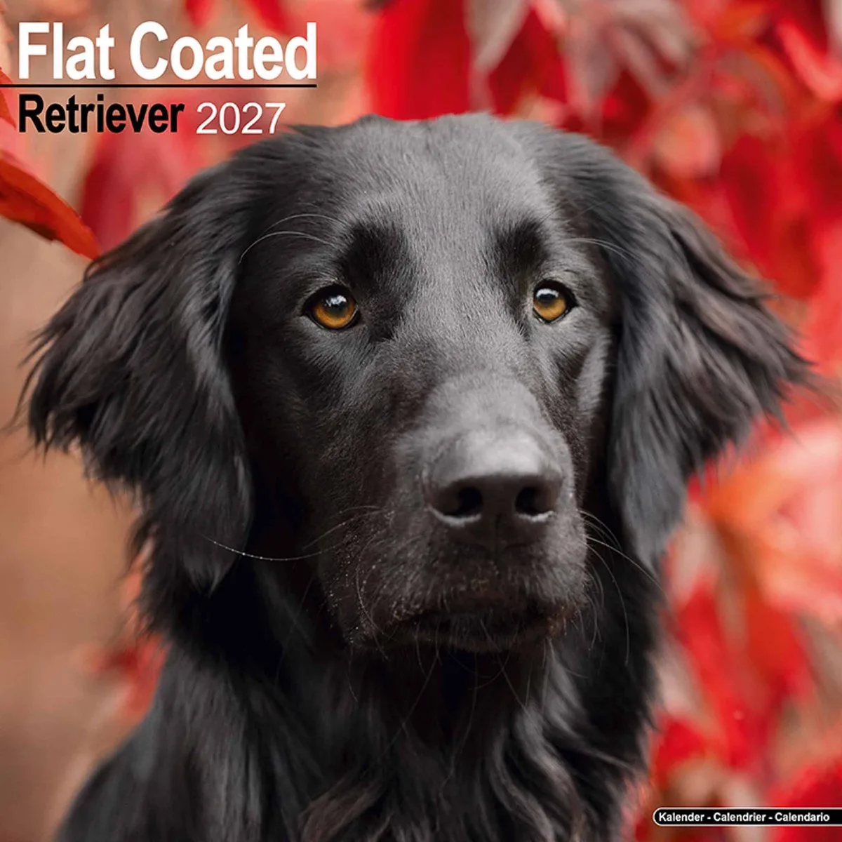 Flatcoated Retriever Kalender 2027 fra Avonside i Rød – produktbillede