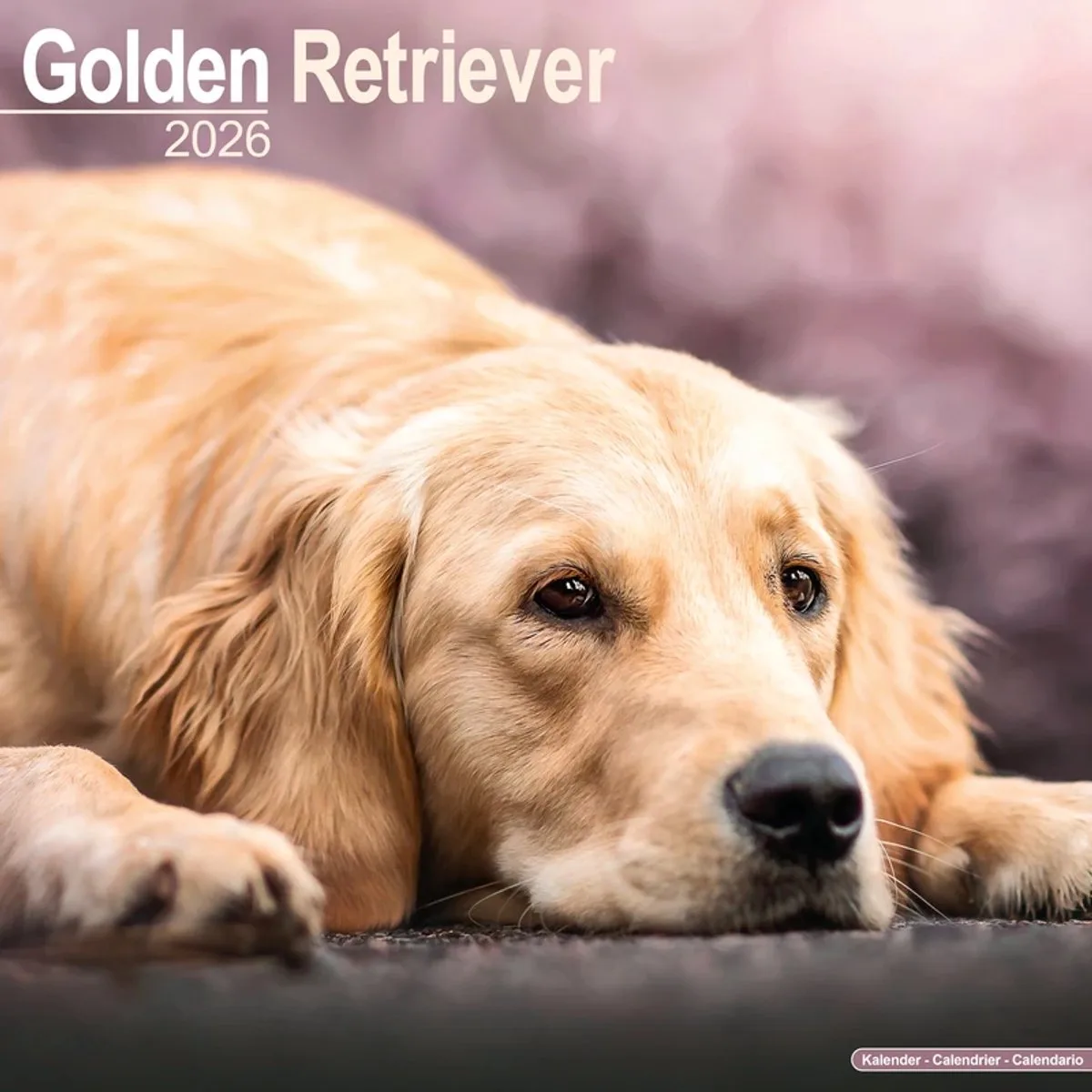Golden Retriever Kalender 2026 fra Avonside – produktbillede