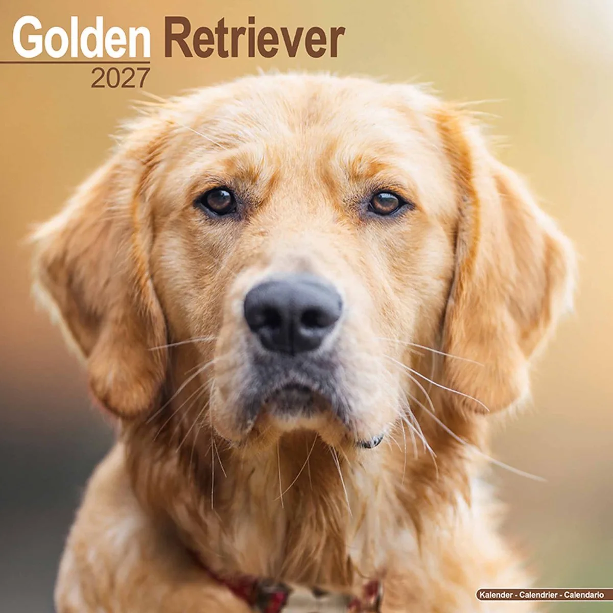 Golden Retriever Kalender 2027 fra Avonside i Guld – produktbillede