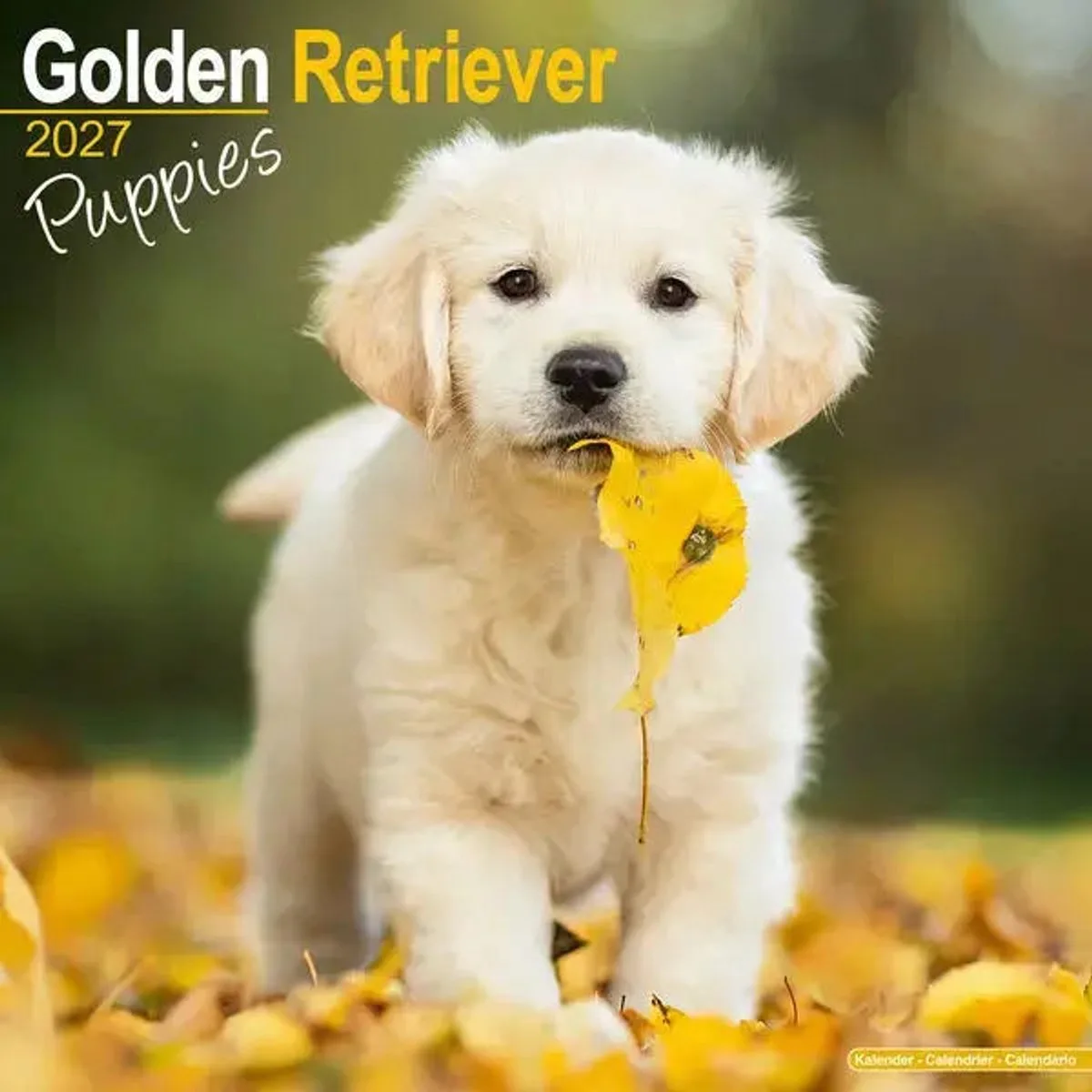 Golden Retriever Kalender Puppies 2027 fra Avonside i Hvid – produktbillede