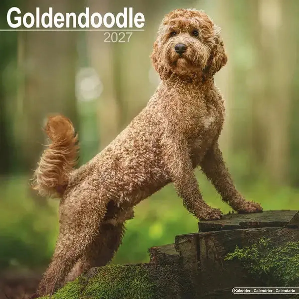 Goldendoodle Kalender 2027 fra Avonside – produktbillede
