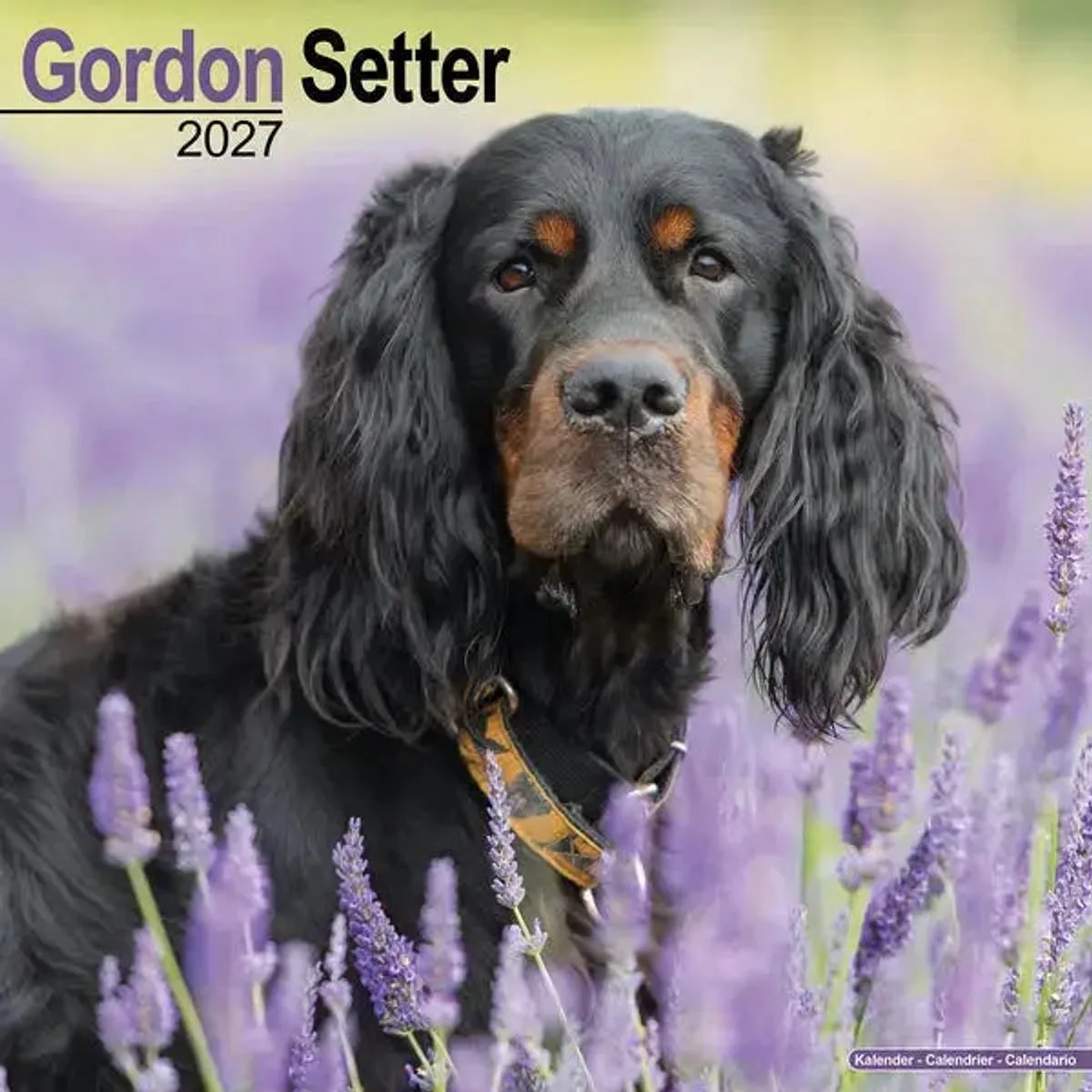 Gordon Setter Kalender 2027 fra Avonside – produktbillede