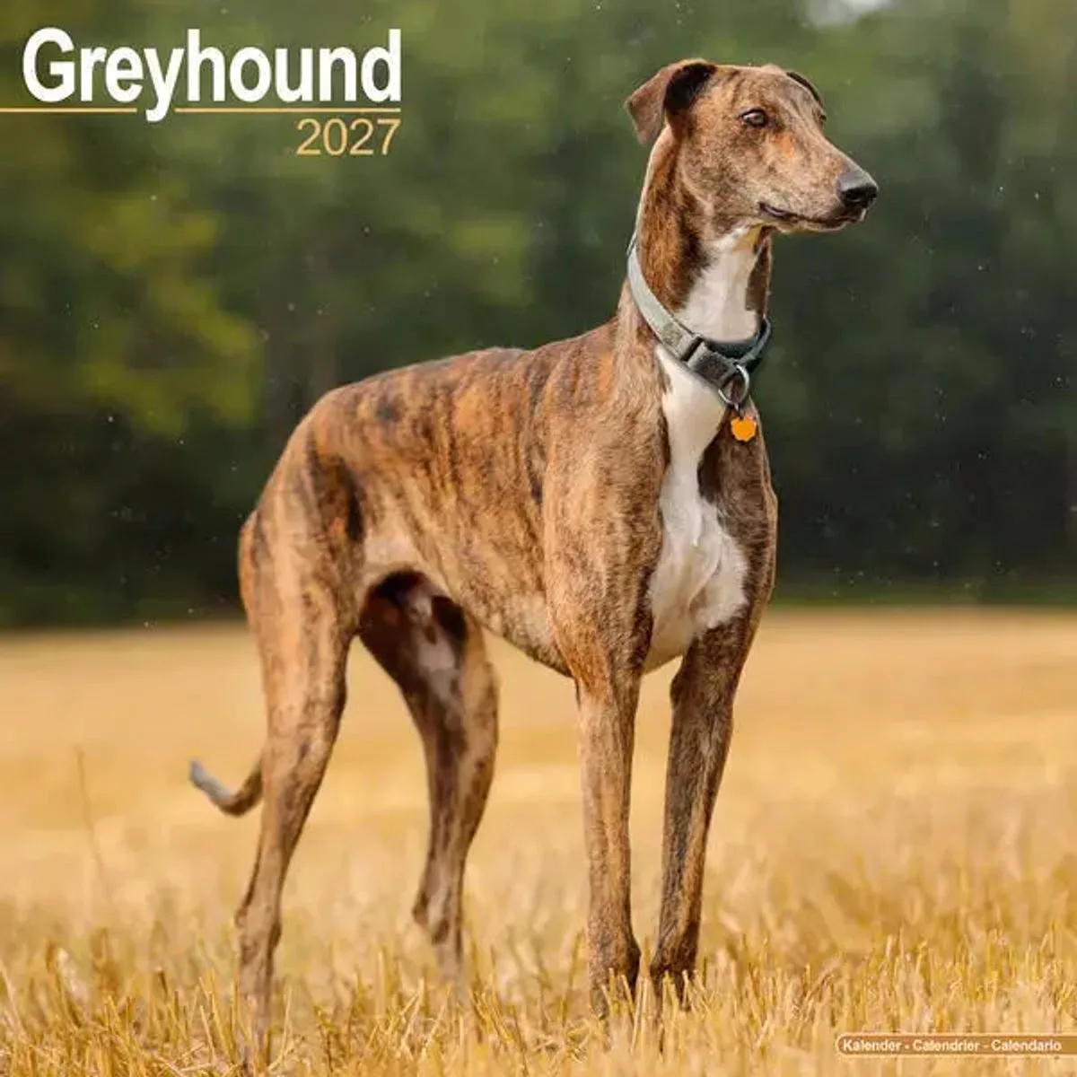 Greyhound Kalender 2027 fra Avonside i Flerfarvet – produktbillede