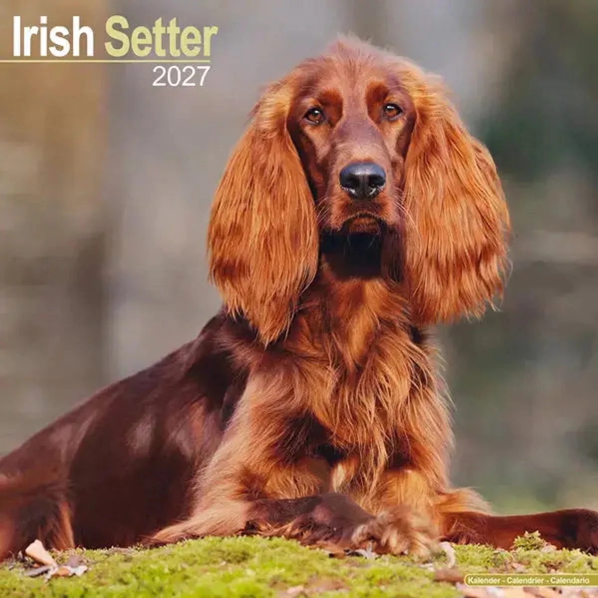 Ierse Setter Kalender 2027 fra Avonside – produktbillede