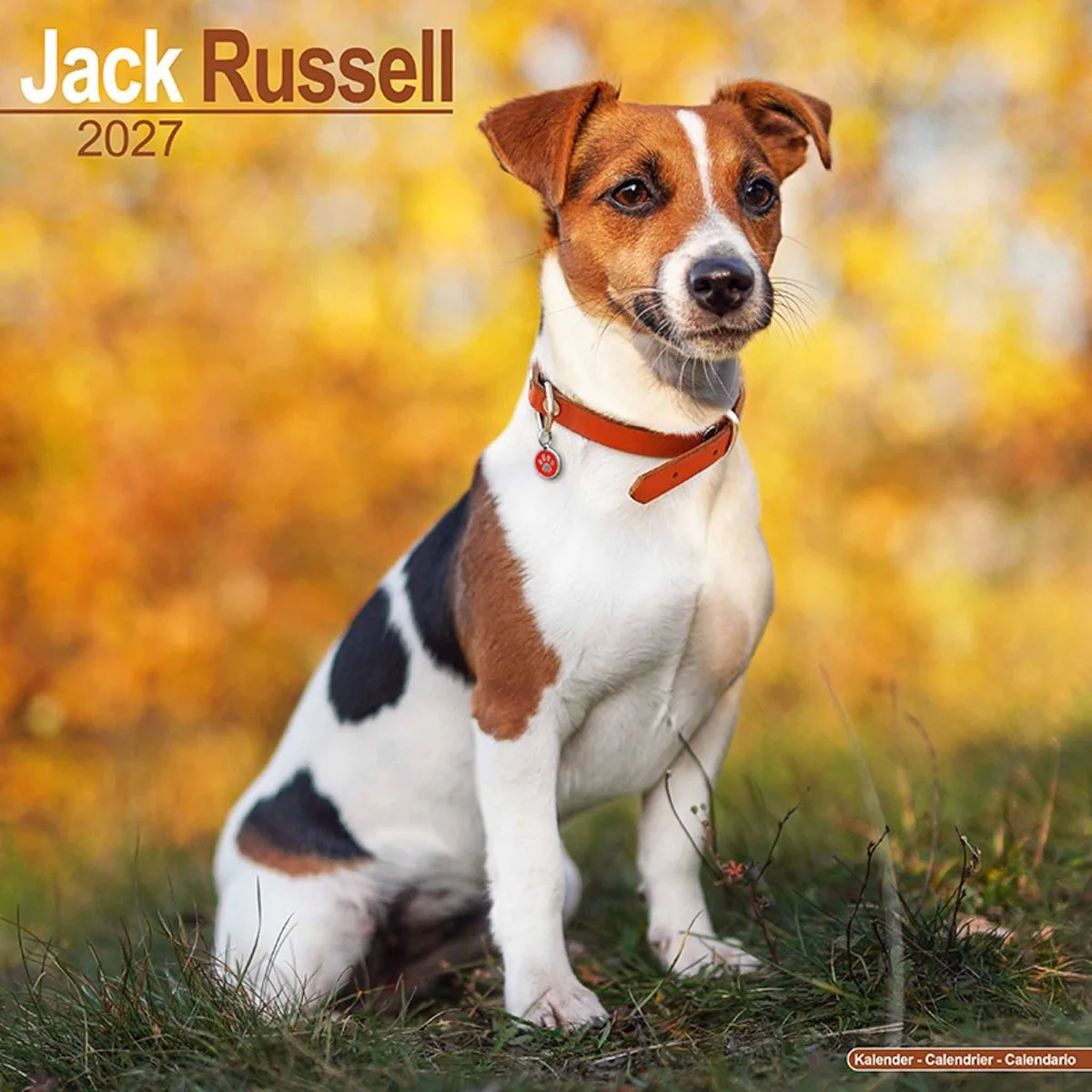 Jack Russell Terrier Kalender 2027 fra Avonside i Sort – produktbillede