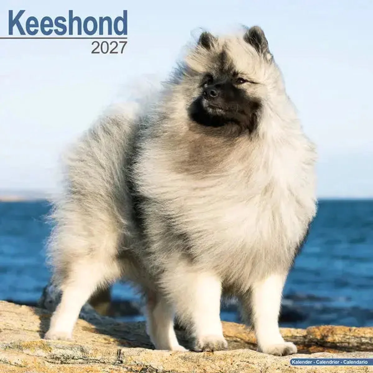 Keeshond Kalender 2027 fra Avonside – produktbillede