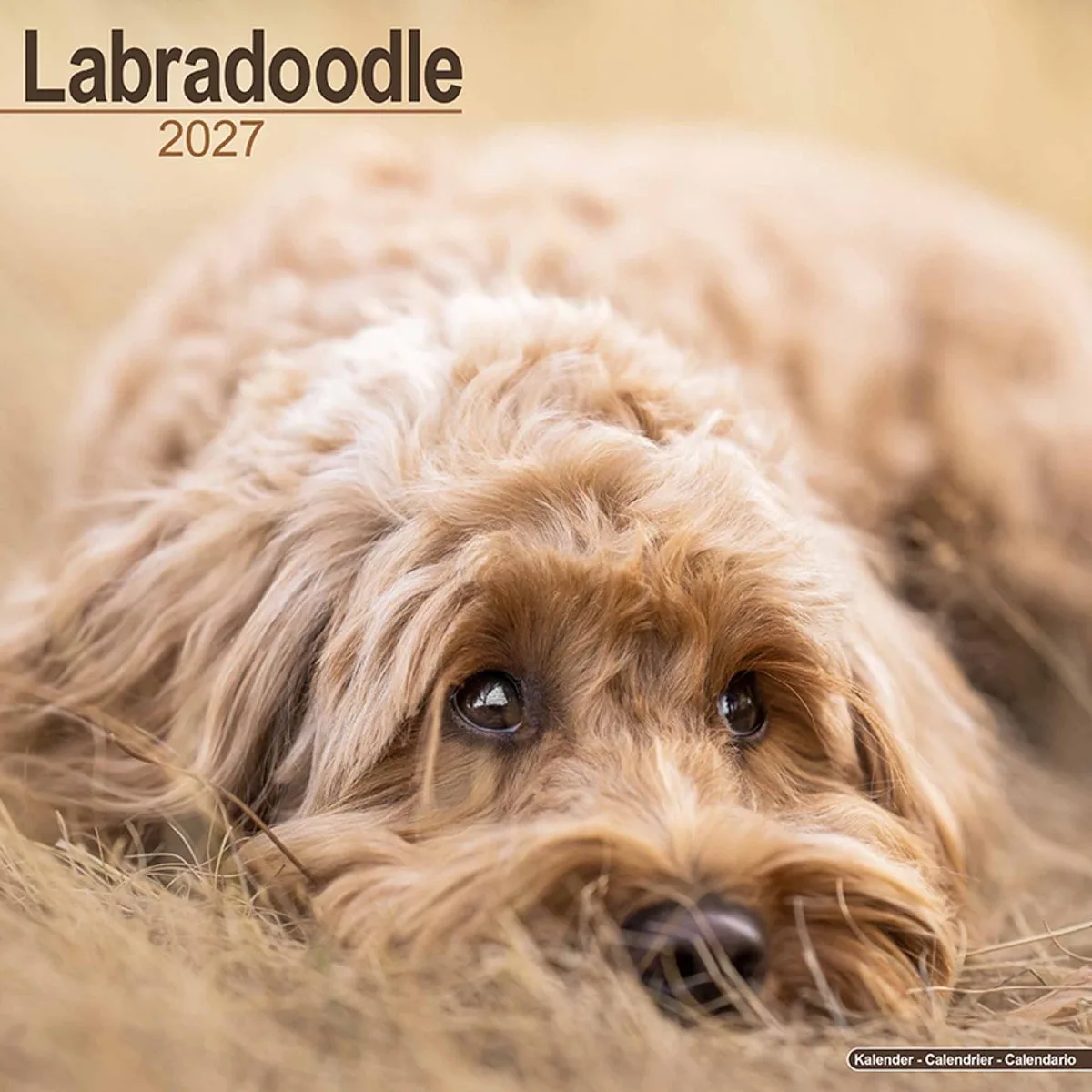 Labradoodle Kalender 2027 från Avonside i Beige – produktbild