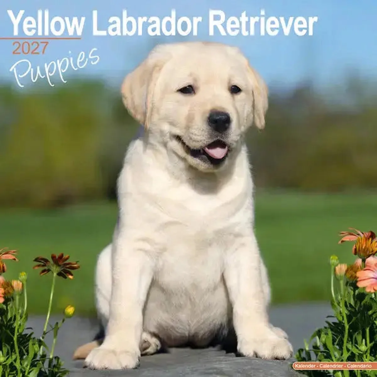 Labrador Retriever Blond Puppies Kalender 2027 fra Avonside – produktbillede