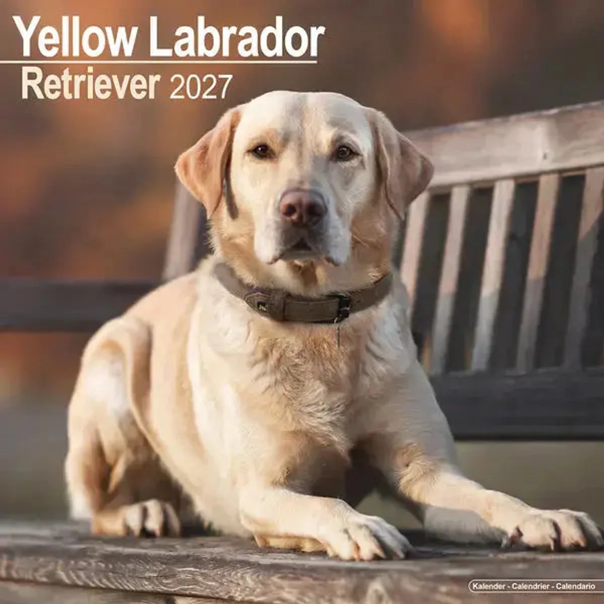 Labrador Retriever Kalender 2027 de Avonside en Blond – photo produit