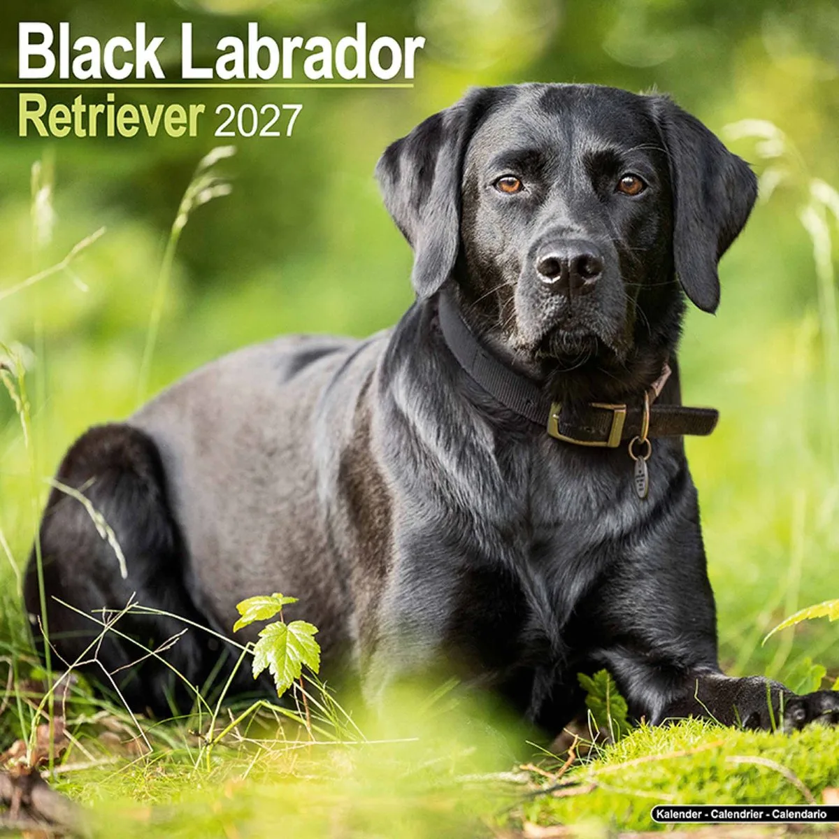Labrador Retriever Kalender 2027 de Avonside en Noir – photo produit