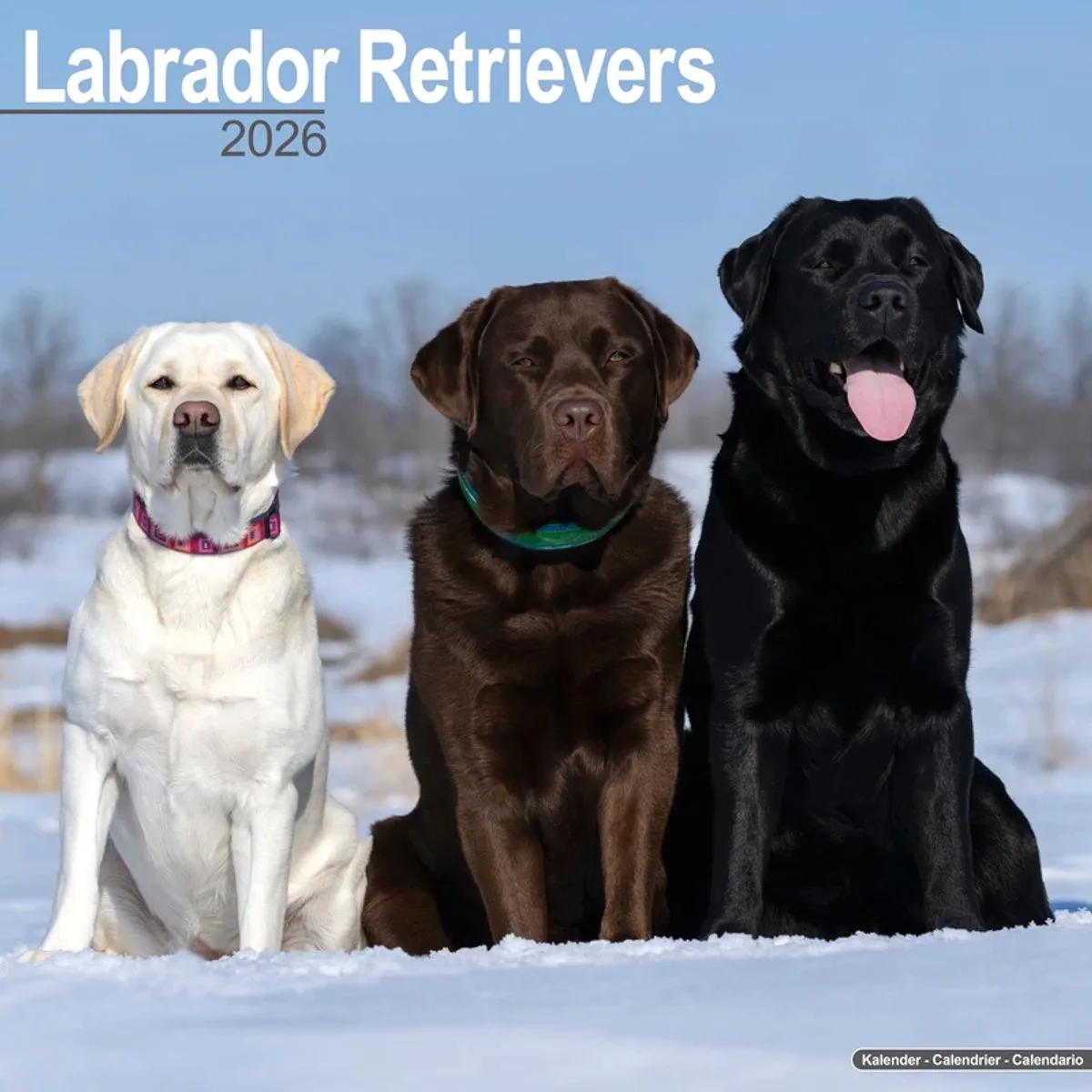 Labrador Retriever Mixed Kalender 2026 fra Avonside – produktbillede